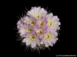 Gymnocalycium monvillei ssp. achirasense 16